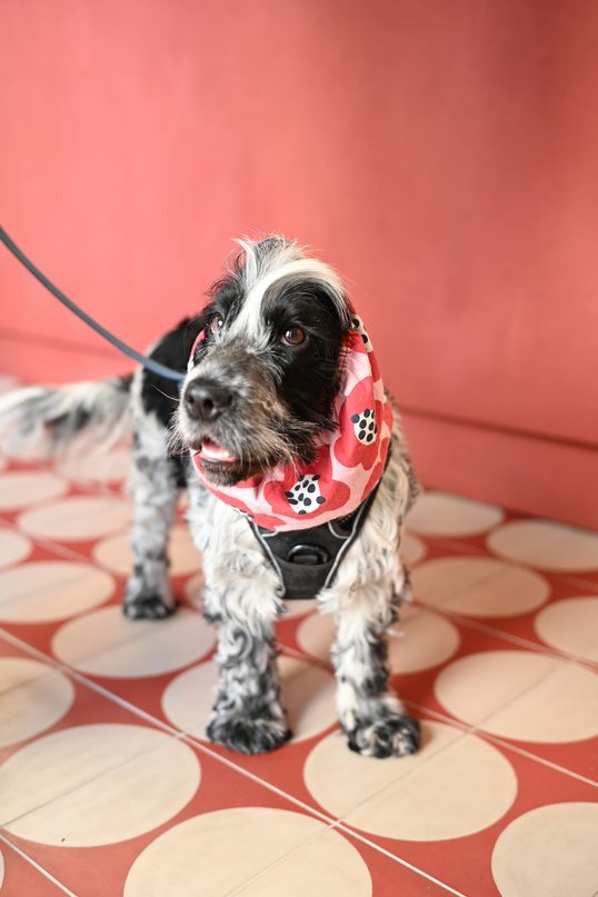 Dog with a Farina bandana at the pizzeria